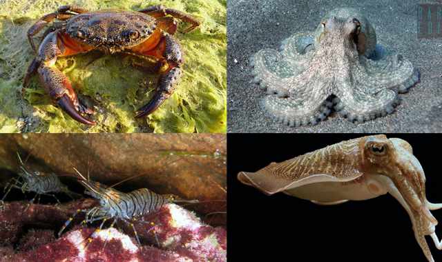 Pelosa, cicala, salipcio, allievi: ecco i crostacei e i molluschi "made in Bari"
